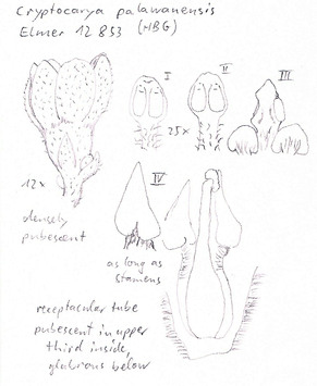 Vorschaubild Cryptocarya palawanensis Merr.